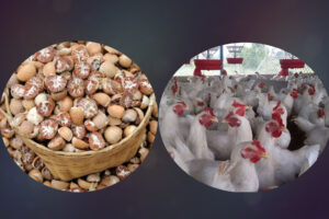 सुपारी र कुखुराको अवैध आयात रोक्न झापाका व्यवसायीहरूकाे माग