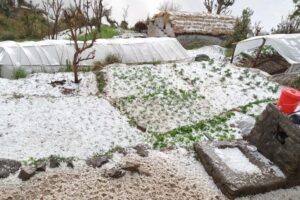 ताप्लेजुङमा असिना पानी : बालीनालीमा लाखाैकाे क्षति