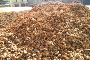 मेची भन्सारबाट अदुवा, अलैंची र प्लाइउडको निर्यात बढ्यो