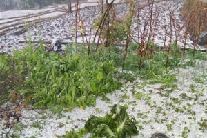 झापाका किसनालाई राहत उपलब्ध गराउन सराेकारवाला संग सिफारिस