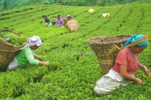 अर्बौ विदेशी मुद्रा भित्र्याउने चिया व्यवसाय संकटमा, राज्य उदासीन
