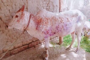 गाई–भैँसीमा ‘लम्पि स्किन’ समस्या देखिएपछि इलामका कृषकहरू चिन्तीत