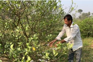 पथरी शनिश्चरेका कृषक रूद्रमणीकाे कथा :  कागती खेतीबाट २० लाख आम्दानी…