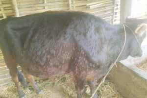 संखुवासभामा ५० बढी पशु चौपाय मरेपछि किसान चिन्तित