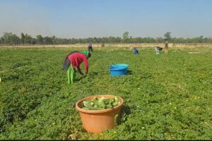 भाेजपुरकाे सिंगाे वस्तीनै व्यावसायिक कृषिमा