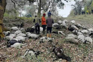 पाँचथरमा चट्याङ लागेर एकैपटकमा ५४ वटा भेडा मरे , सुसारे प्रेम राइकाे अवस्था गम्भिर