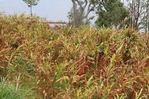 ताप्लेजुङमा सुक्न थाले अलैँची बगान : नौ महिनामा छ अर्ब ३५ करोड रुपैयाँको अलैँची निर्यात