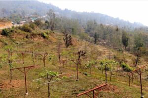 भाेजपुरमा फस्टाउदै किवी खेती : फेरिदै कृषककाे जिवन