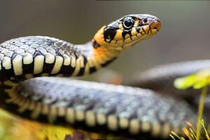झापामा मदिराले मातेकाे जाेसमा सर्पलाई घाँटीमा बेर्दा डसेर मृत्यु