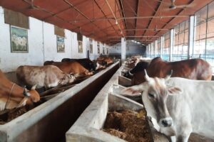 दाताको भरमा झापाकाे ७२ वर्ष पुरानो गौशाला