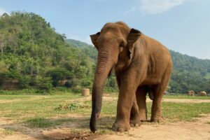 झापामा हात्तीको आक्रमणबाट मृत्यु हुनेको संख्या बढ्दो : एक वर्षषमा ७ जनाकाे मृत्यु