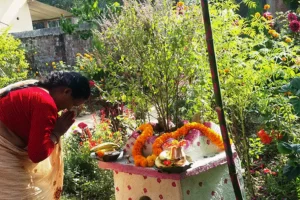 आज हरिशयनी एकादशी पर्व, तुलसीको विरुवा सार्ने दिन