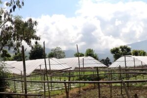 विदेशबाट फर्केर कृषि व्यवसायमा जम्दै भोजपुरका युवा