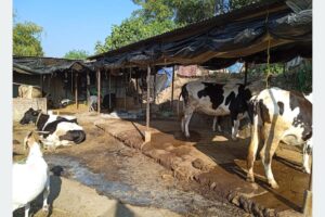 झापामा ‘गाई ब्लक विकास’ कार्यक्रम
