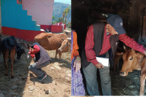 काेशी प्रदेशमा नियन्त्रण बाहिर लम्पी स्क्रिन : २ लाख १४ हजार बढि पशुमा संक्रमण : ४८१४ पशु मरे