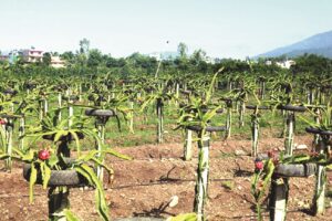 झापामा ड्रागन फलले मुल्य पाएन, मारमा छन किसान