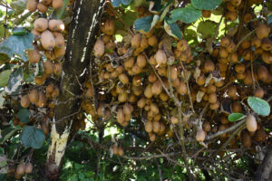 परम्परागत बालीको विकल्प बन्दै किवी