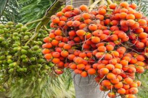 झापामै फल्यो १० हजार मेट्रिक टन सुपारी