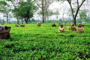 झापामा ज्याला वृद्धिको माग गर्दै चिया मजदुरको प्रदर्शन