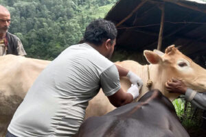उदयपुरमा १५ हजार पशुलाई खोप