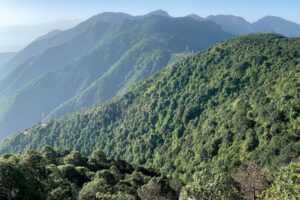 आम्दानीको स्रोत गुमाउँदै हिलामी क्षेत्रका सामुदायिक वन