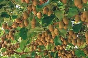 ताप्लेजुङकाे पर्यटकीय क्षेत्रमा फस्टाउँदै किवी खेती