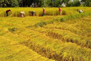 झापमा कम लागतको छरुवा धान राम्रो उत्पादन भएपछि किसान उत्साहित