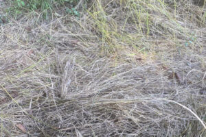 भाेजपुरमा पाक्न लागेको धान ढुसीले नष्ट , कृषक चिन्तीत