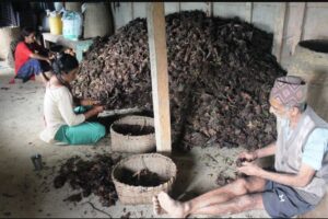 आधुनिक खेती प्रणालीले सुध्रिँदै इलामको अलैँची खेती