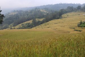 इलाममा धान उत्पादन बढ्यो, क्षेत्रफल घट्यो