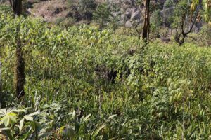 अलैँची बगानमा सिमल तरुल खेती गर्दै ताप्लेजुङका कृषक