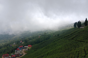 गुणस्तरीय चिया टिपाइका लागि सूर्योदय नगरपालिकाले किसानलाई हात्ते मेशिन दिंदै