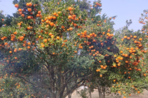 खोटाङबाट ३६ करोड बढीको सुन्तला निर्यात