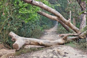 संखुवासभामा रुखले किच्दा महिलाको मृत्यु