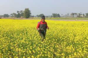 झापाकाे एउटै पालिकामा २५ सय बिघामा तोरी खेती, गाउँ नै बन्याे पहेंलपुर