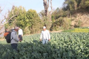 जग्गा भाडामा लिएर भएपनि अर्गानिक तरकारी फलाउदै भाेजपुरका किसान