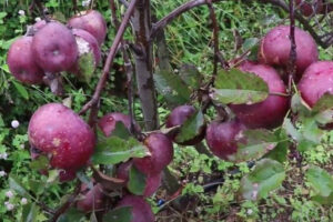 सोलुका किसान भन्छन् ‘आलुखेतीभन्दा स्याउबाट धेरै आम्दानी’