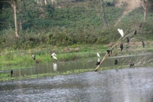 मान्छेकै कारण कोशीटप्पुमा घट्यो चराको संख्या