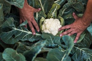 बागलुङका किसानले फलाए १३ केजीको काउली